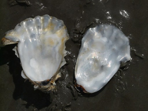 oyster-57650_640