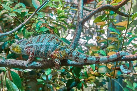 chameleon-2645503_640